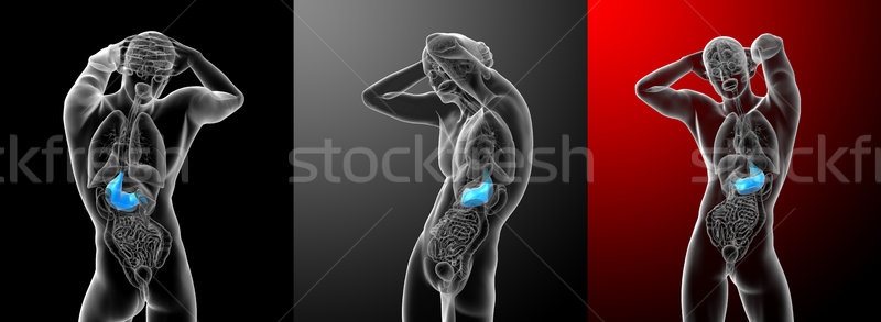 3D medici illustrazione stomaco Foto d'archivio © maya2008
