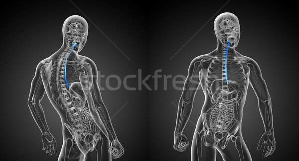 3d rendering illustration of the esophagus Stock photo © maya2008