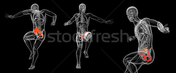 3D rendering medical illustration of the pelvis bone Stock photo © maya2008
