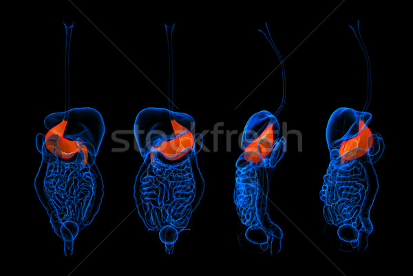 3d rendering human digestive system stomach red colored Stock photo © maya2008
