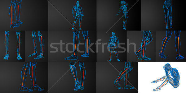 3d rendering illustration of the fibula bone  Stock photo © maya2008