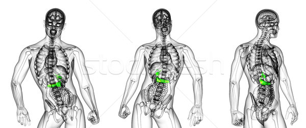 3d rendering medical illustration of the gallblader and pancreas Stock photo © maya2008