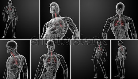 Medical ilustrare inimă corp medicină ştiinţă Imagine de stoc © maya2008