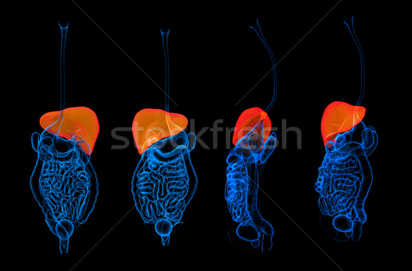 3D 人的 消化系統 肝 紅色 商業照片 © maya2008
