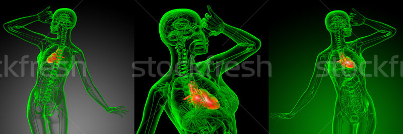 3d rendering medical illustration of the heart  Stock photo © maya2008