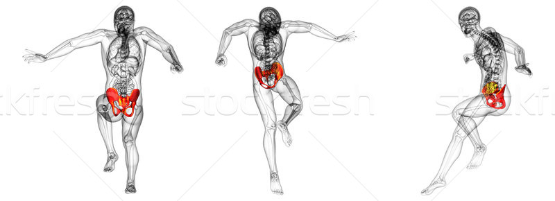 Stock photo: 3d rendering medical illustration of the hip bone 