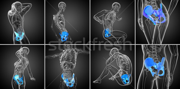 3d rendering  medical illustration of the pelvis bone Stock photo © maya2008