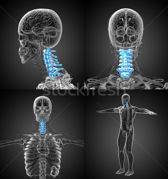 3d rendering medical illustration of the cervical spine Stock photo © maya2008