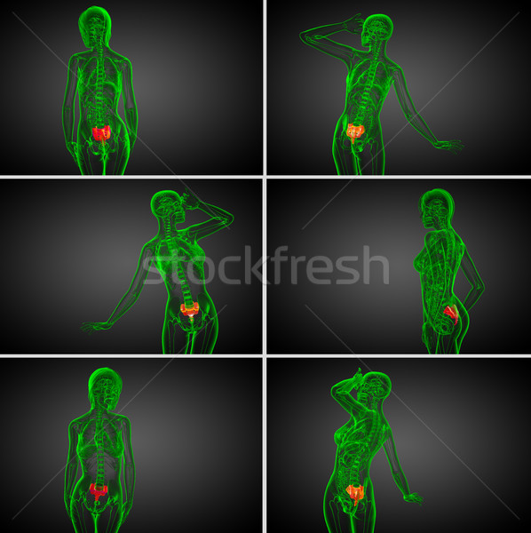 3d rendering  medical illustration of the sacrum bone Stock photo © maya2008