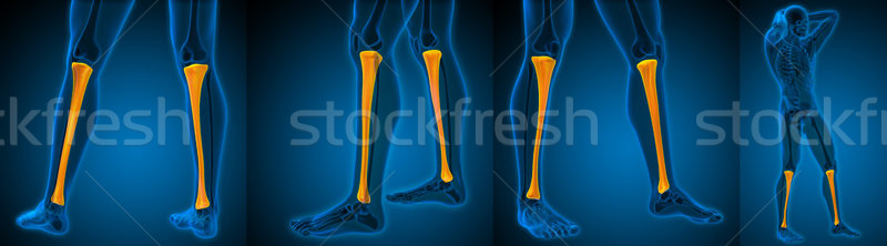 3d rendering medical illustration of the tibia  Stock photo © maya2008