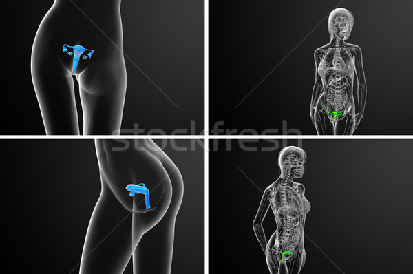 3d rendering medical illustration of the Reproductive System  Stock photo © maya2008