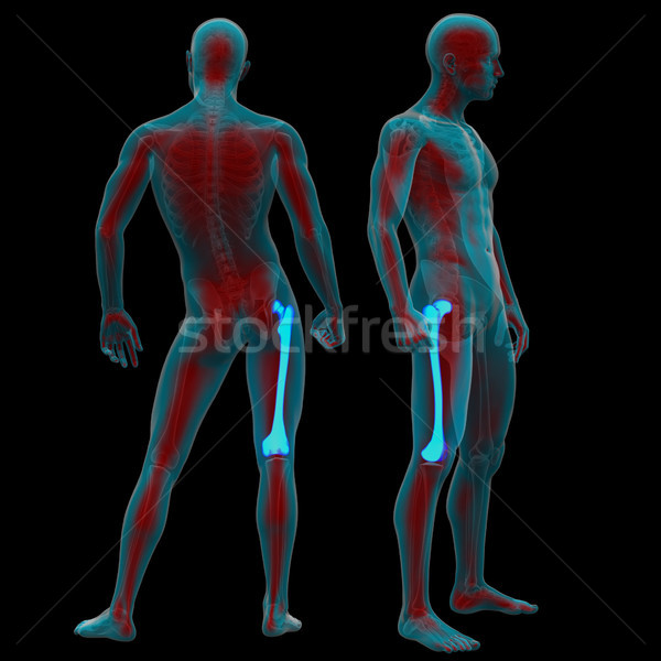 Stock photo: 3d rendering medical illustration of the femur bone