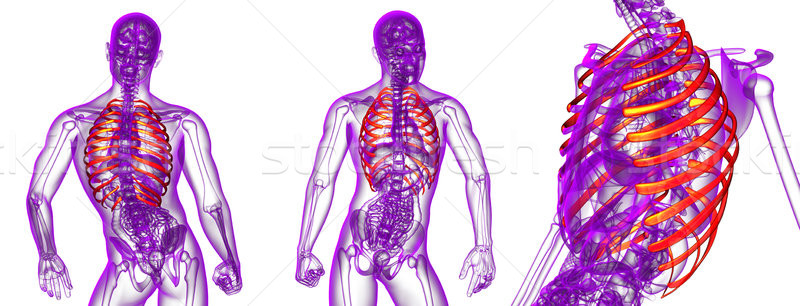 3d rendering medical illustration of the ribcage  Stock photo © maya2008