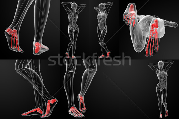 3D rendering illustration of the foot bone  Stock photo © maya2008