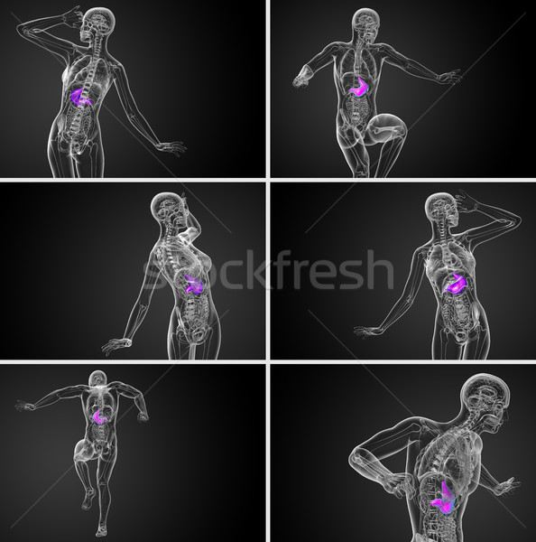 ストックフォト: 3D · レンダリング · 医療 · 実例 · 胃