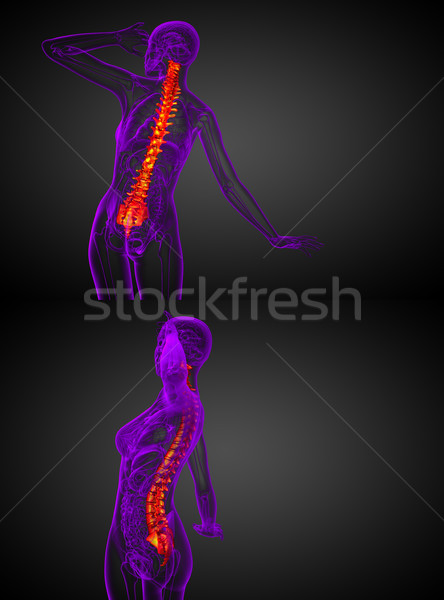 3d rendering medical illustration of the human spine  Stock photo © maya2008