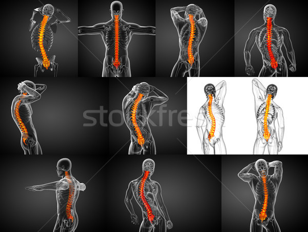 3D medische illustratie menselijke wervelkolom Stockfoto © maya2008