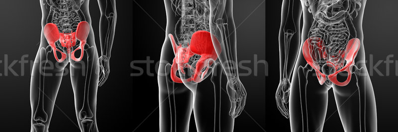 Stock photo: 3D rendering illustration of human pelvis
