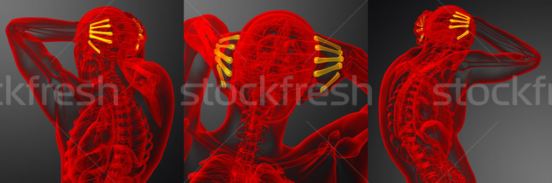 Stock photo: 3d rendering medical illustration of the metacarpal bone