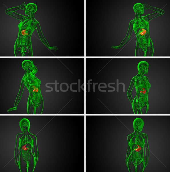 Foto d'archivio: 3D · medici · illustrazione · stomaco · vista · posteriore