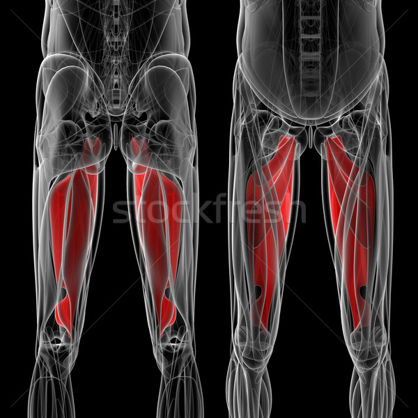 medical  illustration of the adductor magnus Stock photo © maya2008