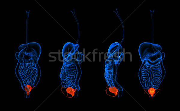 3d rendering human digestive system urethra red colored Stock photo © maya2008