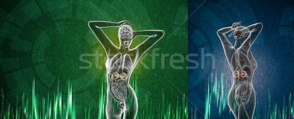 3d rendering medical illustration of the adrenal  Stock photo © maya2008