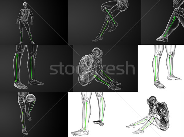 3d rendering illustration of the fibula bone  Stock photo © maya2008