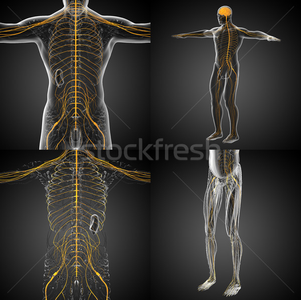 3D Rendering medizinischen Illustration Nerven Stock foto © maya2008