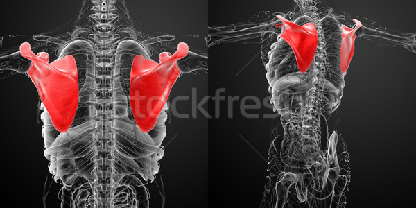 3d rendering medical illustration of the scapula bone  Stock photo © maya2008