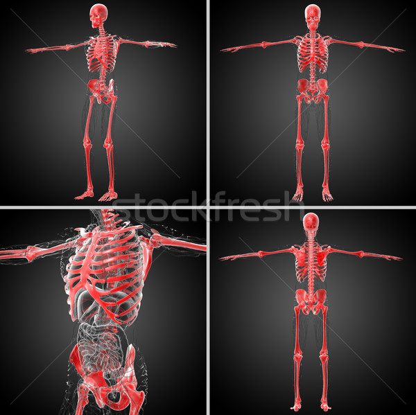 Stockfoto: 3D · medische · illustratie · skelet · bot