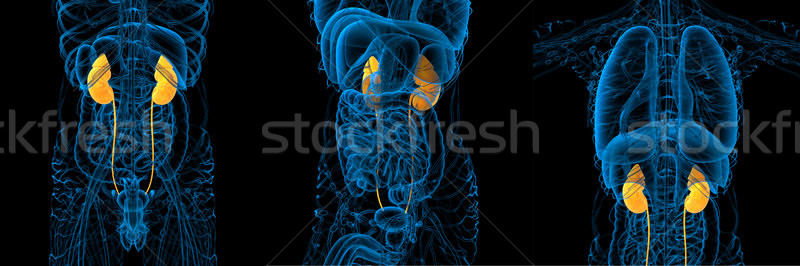 3D medycznych ilustracja ludzi nerka Zdjęcia stock © maya2008