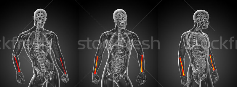 Stockfoto: 3D · medische · illustratie · bot