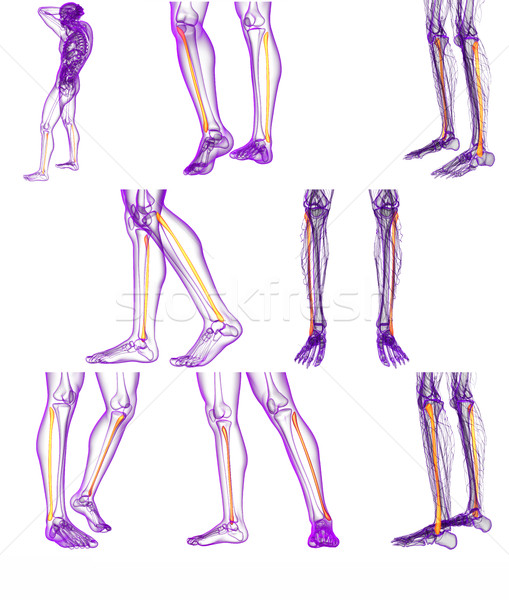 3d rendering medical illustration of the fibula bone  Stock photo © maya2008
