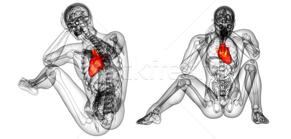 3D Rendering medizinischen Illustration menschlichen Herz Stock foto © maya2008