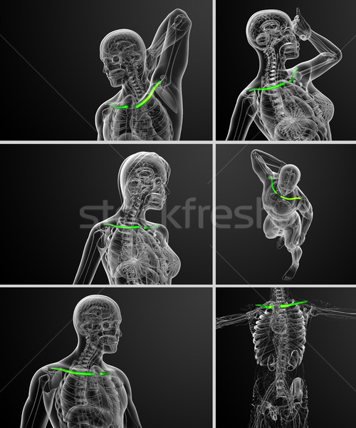 3D medici illustrazione ossa vista laterale Foto d'archivio © maya2008