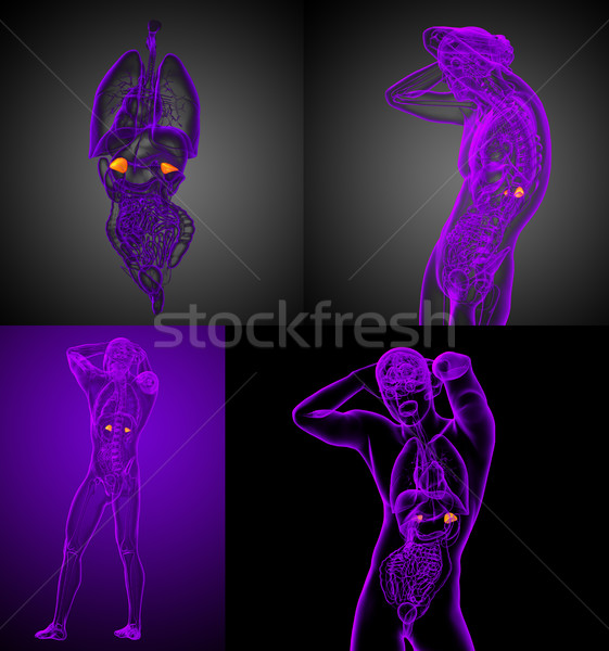 3d rendering medical illustration of the human adrenal glands Stock photo © maya2008