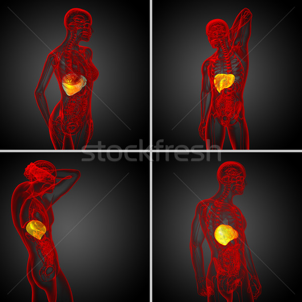 Stock photo: 3d rendering medical illustration of the liver 