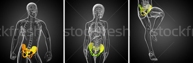 3D rendering medical illustration of the pelvis bone Stock photo © maya2008