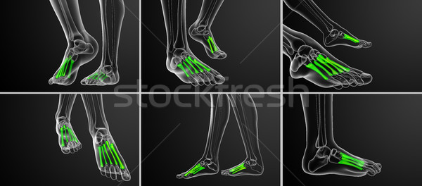3d rendering medical illustration of the metatarsal bones Stock photo © maya2008