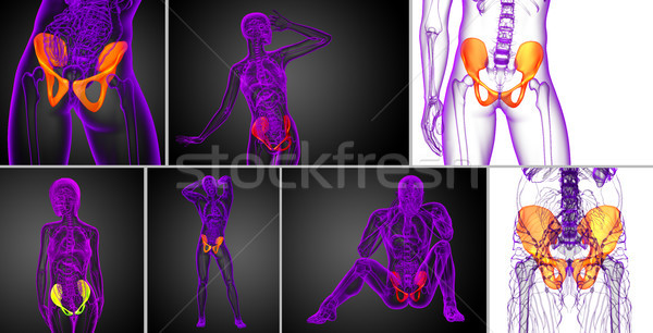 3d rendering medical illustration of the pelvis bone  Stock photo © maya2008