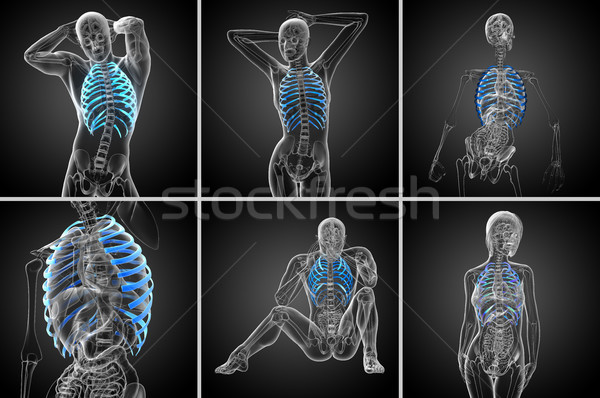 3d rendering  medical illustration of the ribcage Stock photo © maya2008