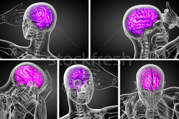 3d rendering medical illustration of the brain   Stock photo © maya2008