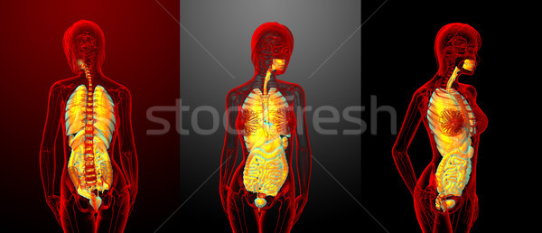 3D układ trawienny oddechowy głowie ludzi Zdjęcia stock © maya2008