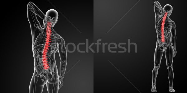 3D renderelt kép emberi gerincoszlop anatómia orvosi Stock fotó © maya2008