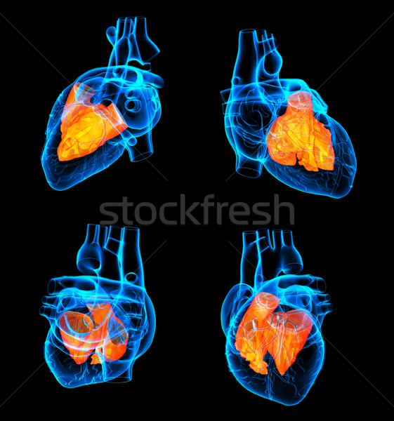 3D rendering of the Heart atrium Stock photo © maya2008