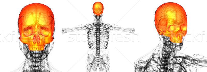 3D rendering medical illustration of the upper skull Stock photo © maya2008
