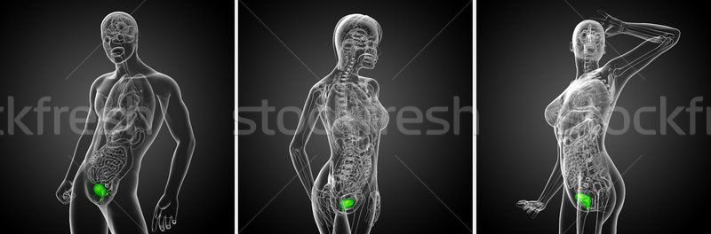 Stock fotó: 3D · renderelt · kép · orvosi · illusztráció · hólyag