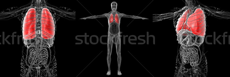 Foto stock: 3D · médico · ilustração · humanismo · pulmão