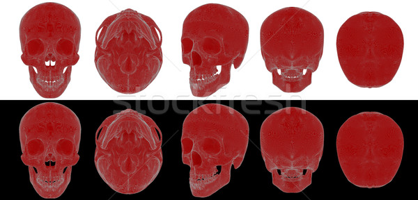 3d render medical illustration of the skull Stock photo © maya2008